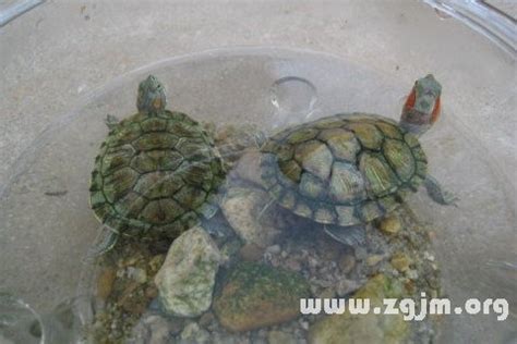 夢到烏龜在水裡 小坪數玄關落塵區